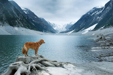 dog on a blue mountain lake. Nova Scotia Duck Tolling Retriever in a mystical place