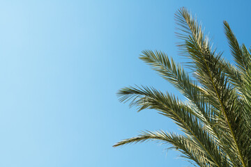 Obraz na płótnie Canvas Tropical background of palm trees against blue sky.