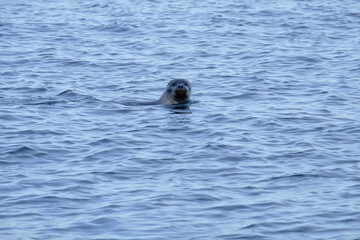 Fototapeta premium Seal swimming in a fjord in Iceland.
