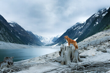 dog on a blue mountain lake. Nova Scotia Duck Tolling Retriever in a mystical place