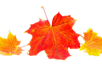 herbstlicher Hintergrund aus bunten Blättern isoliert