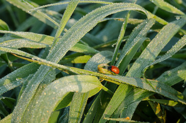 RED INSECT - Wild life on grass leaves in the morning dew