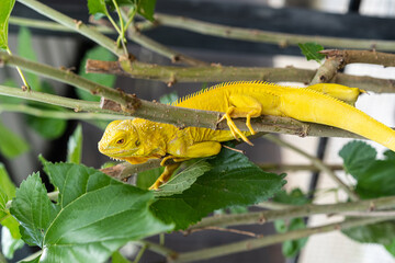 a yellow lizard iguana is looking for some food.