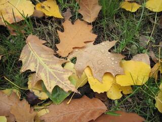 autumn leaves on the grass