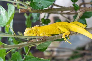 a yellow lizard iguana is looking for some food.