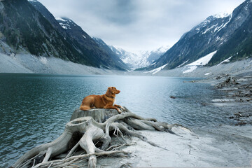 dog on a blue mountain lake. Nova Scotia Duck Tolling Retriever in a mystical place
