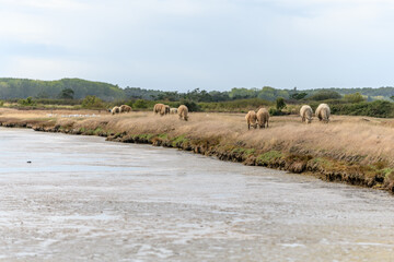 Fototapeta na wymiar Sheep grazing in the salt marshes in France.