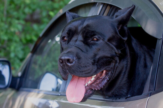 Dog breed Italian Cane Corso close-up