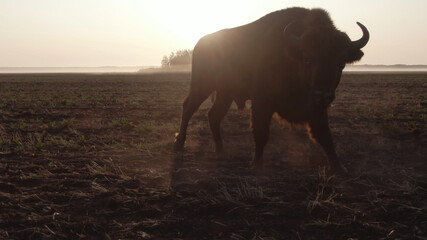 European bison. Wild animal ai sunrise. Big bull. Bison bonasus
