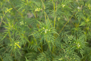 Flowering ragweed plant growing outside, a common allergen