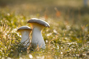 Steppe white mushroom -pleurotus eryngii, shot close-up, tasty edible healthy mushroom, autumn...