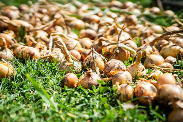 Rohe frische Zwiebel Ernte auf einer grünen Wiese. Trocknen, gesunde Ernährung, Nahaufnahme.