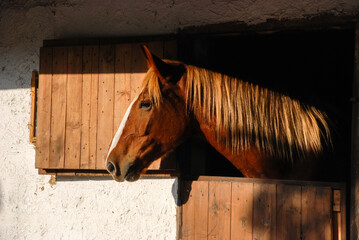 Head of a bay horse in a stall in the sun