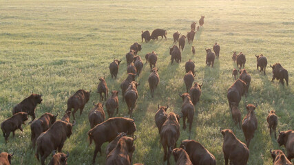 European bison. Herd of wild animals is running in a meadow at sunrise. Aerial view. Bison bonasus © Wildlife World