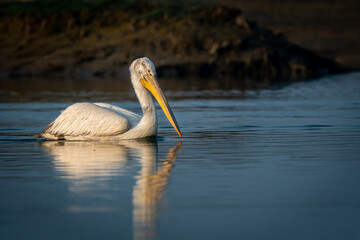 dalmatian pelican or pelecanus crispus closeup with reflection in water during winter migration at wetland of keoladeo ghana national park or bharatpur bird sanctuary rajasthan india