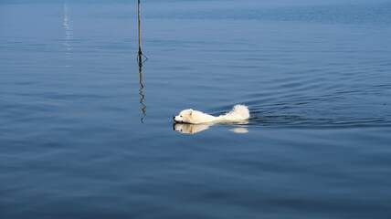 samoyed dog swimming in a lake