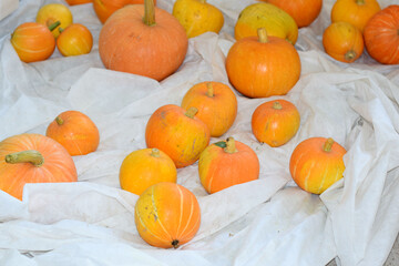 pumpkins and gourds