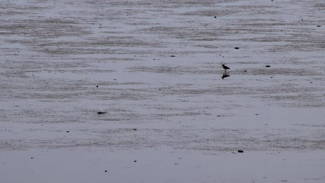 SALT MARSH AND MUDFLATS