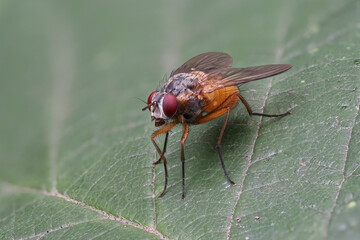 Fliege