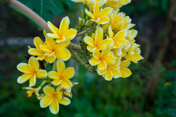 Plumeria sp or famous as Frangipani / Kamboja flowers blooming nicely. Close-up shot with blurred background.