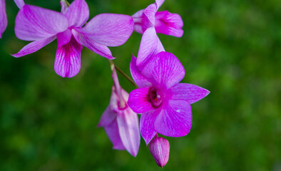 Beauty purple coloured of Cooktown orchid flowers or Dendrobium bigibbum, in bloom.