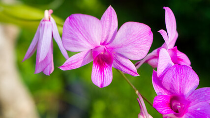 Fototapeta premium Beauty purple coloured of Cooktown orchid flowers or Dendrobium bigibbum, in bloom.
