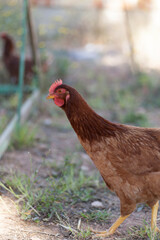brown free-range hen loose in the field