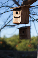 wooden nest hanging from a tree