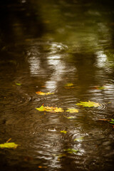 Obraz na płótnie Canvas Autumn weather, rains and fallen maple leaves