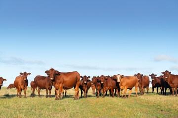 Red Santa Gertrudis cattle herd on a pasture in Uruguay, wide shot - obrazy, fototapety, plakaty