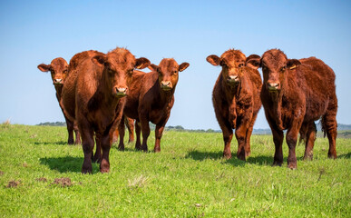 Red Santa Gertrudis calves on a pasture in Uruguay