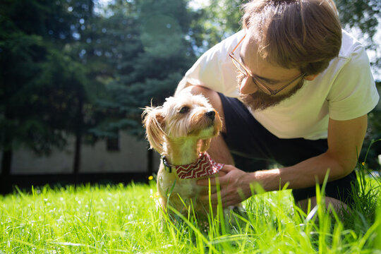 A small dog, a york, yorkshire terrier playing with a man in the garden on a sunny day.
