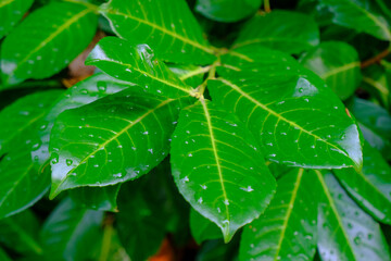raindrops on green smooth leaves close-up. Natural background. Copy space. Ecology, bio, organic concept
