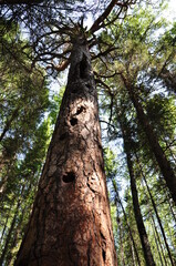 The trunk of a century-old tree.