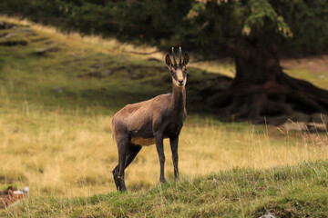 Fototapeta premium Chamois in the woods