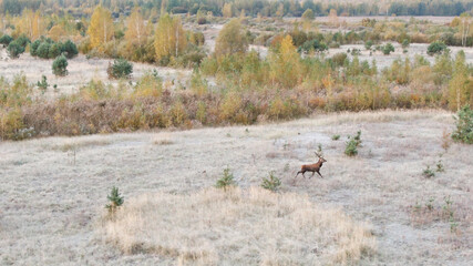 Red deer. Aerial view of a wild animal in autumn landscape. Stag with antlers. Cervus elaphus