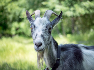 Portrait of a goat on a farm in the village.