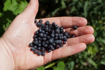 Naklejka na ściany i meble ripe blue black blueberries lie on the palm on a green background