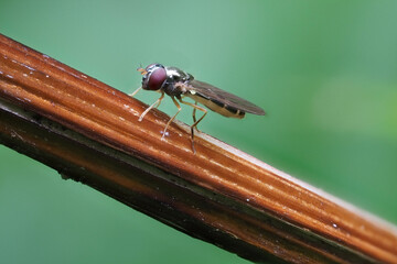 Schwebfliege
