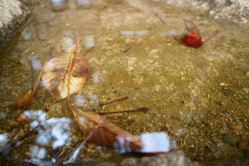 clear water 