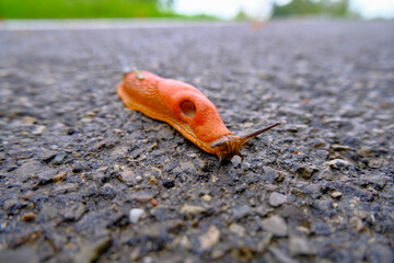 Orange snail slithering on the asphalt road and looking at beneath. Slow movement concept