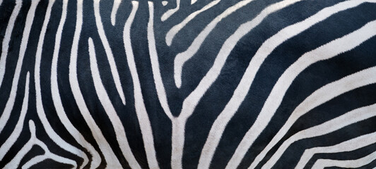 Fototapeta na wymiar Natural texture of the zebra skin.