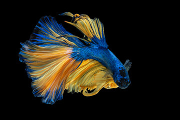 Thailand Fancy Betta fish blue and yellow gold colour isolated on black background