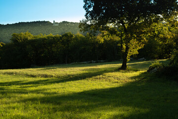 Panorama of a meadow with a large lime tree and in the background a small church immersed in the woods