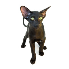 Black purebred oriental cat little kitten isolated on white background