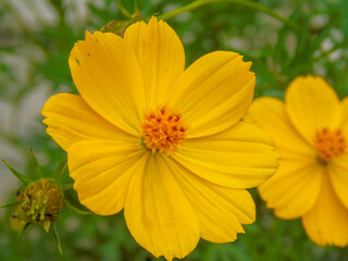 the beauty of
summer flowers