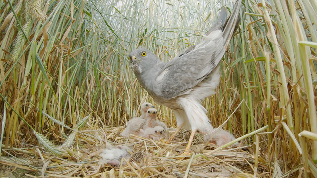 Montagu's harrier. Adult bird on a nest with chicks. birds of prey. Circus pygargus