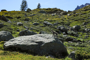 Ibex baby in Alps mountains