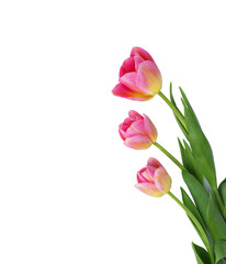 Pink tulip on white background.