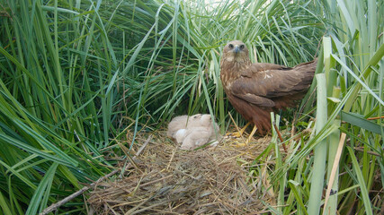 Northern marsh harrier. Bird on a nest with chicks. Circus aeruginosus - obrazy, fototapety, plakaty